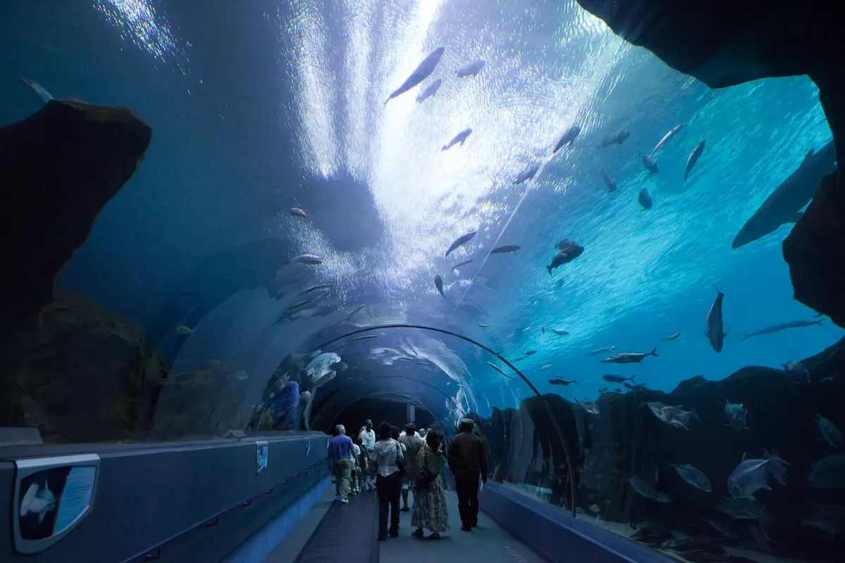 Georgia Aquarium: O maior aquário dos Estados Unidos